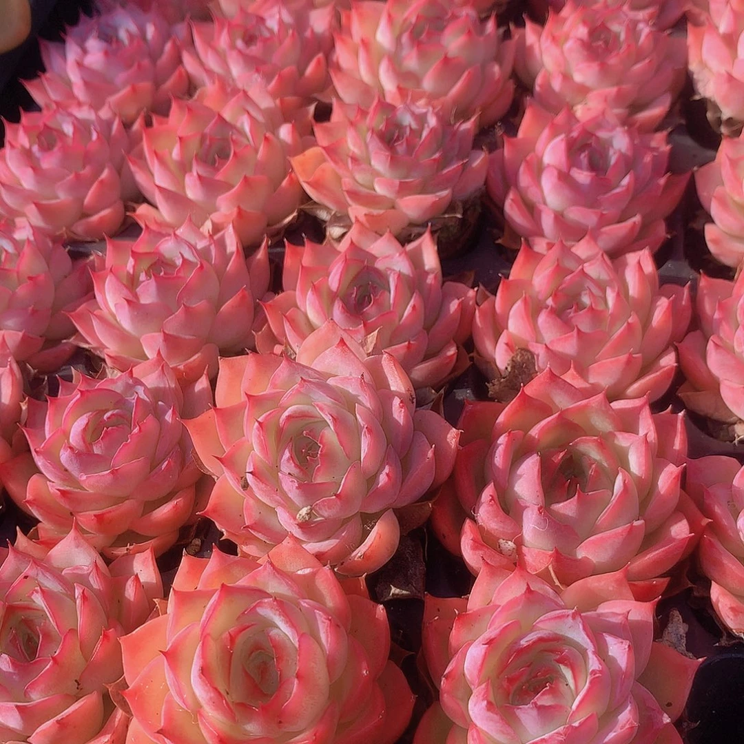 三颗粉色恋人34567889999