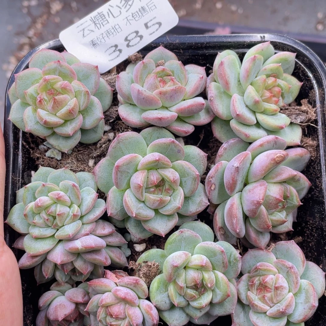 云糖心多肉植物385