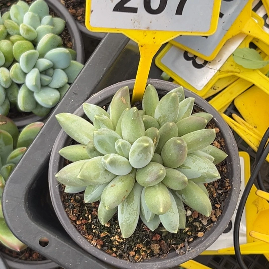 多肉植物三色美人207
