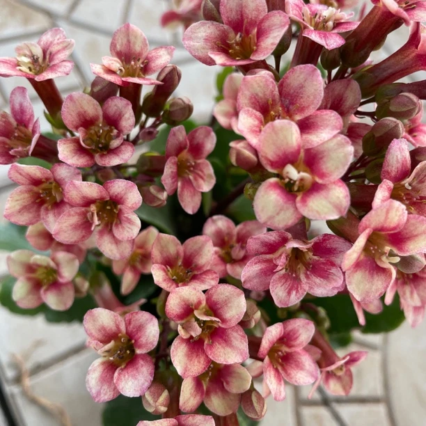 长寿花园～【流萤宫灯】120盆