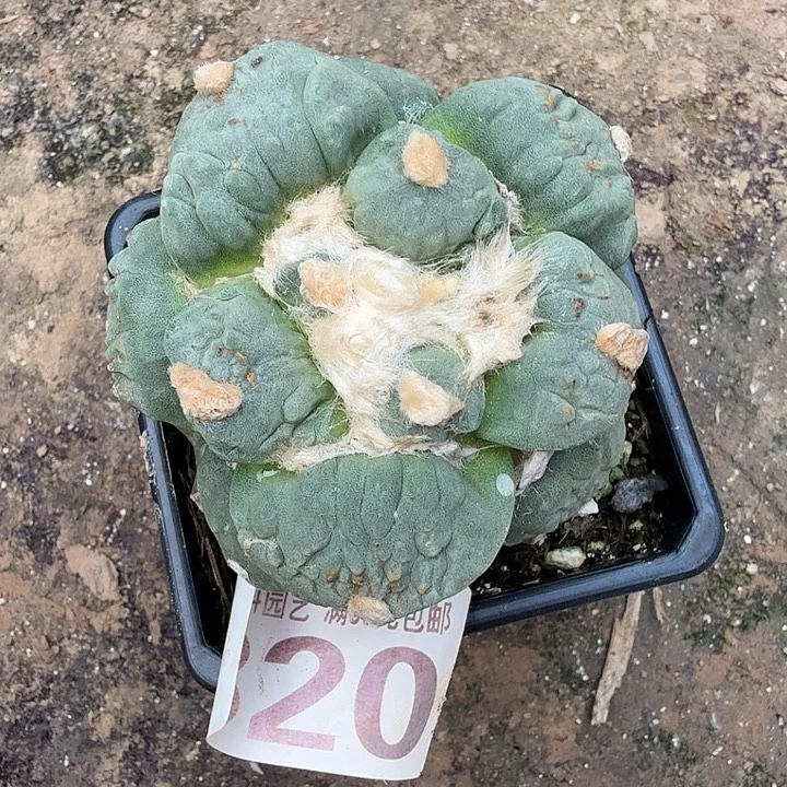 无花朵320白肌麻花怒东三