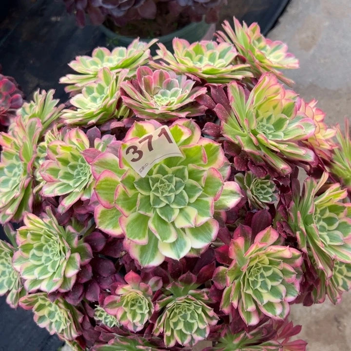 371天合32厘米左右