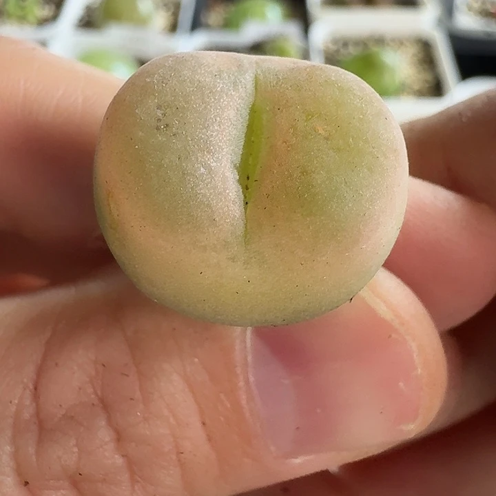 老马生石花o泡1665