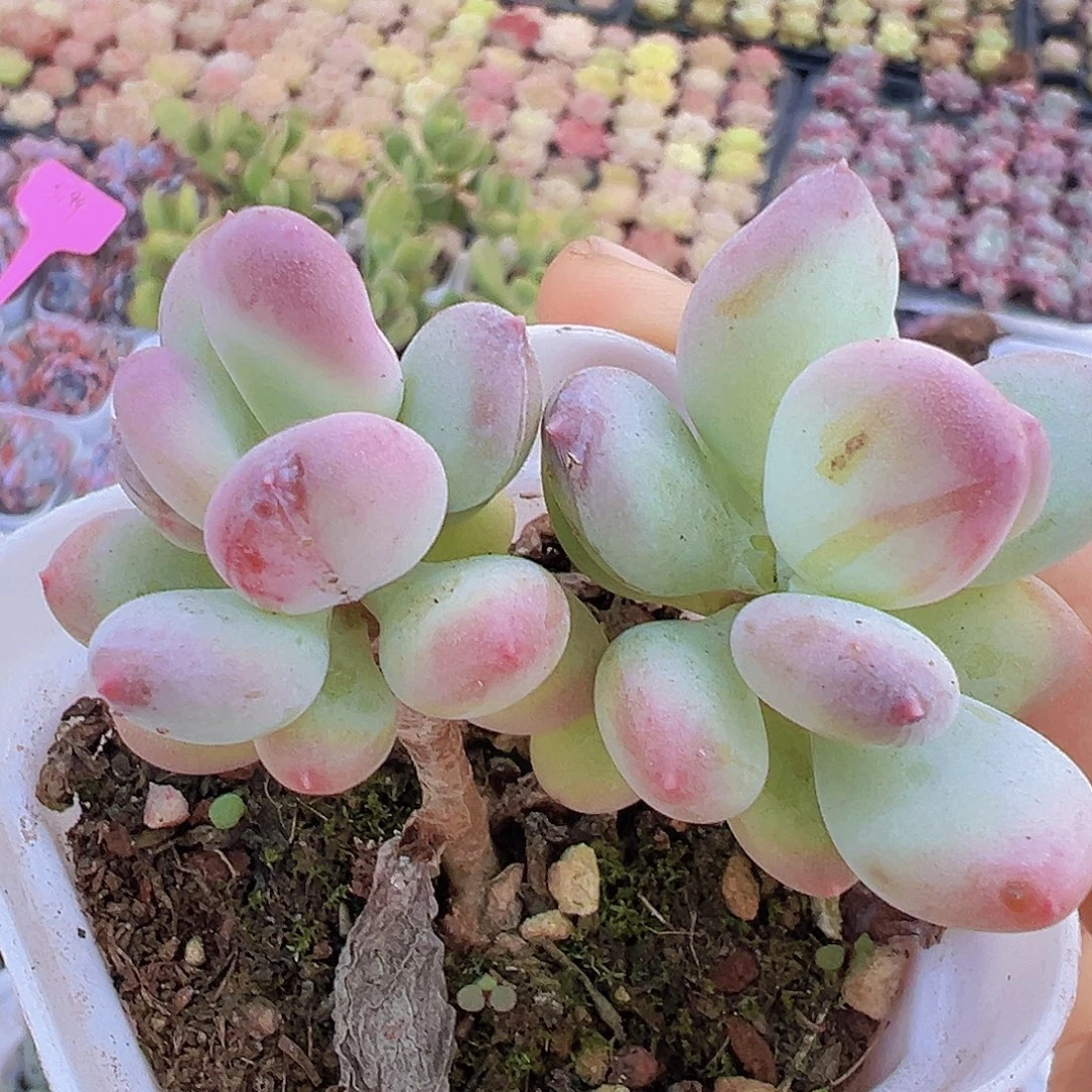 双头老桩苹果奶19包邮