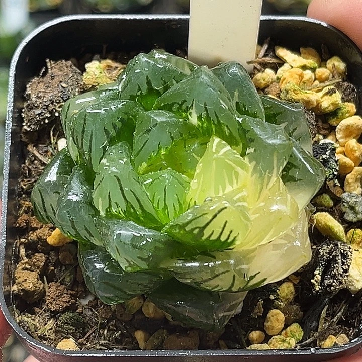 114巨大化龙鳞玉露锦