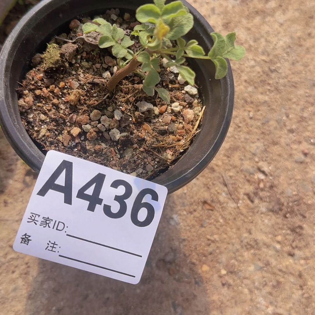 【闪购商品】?****?块根植物