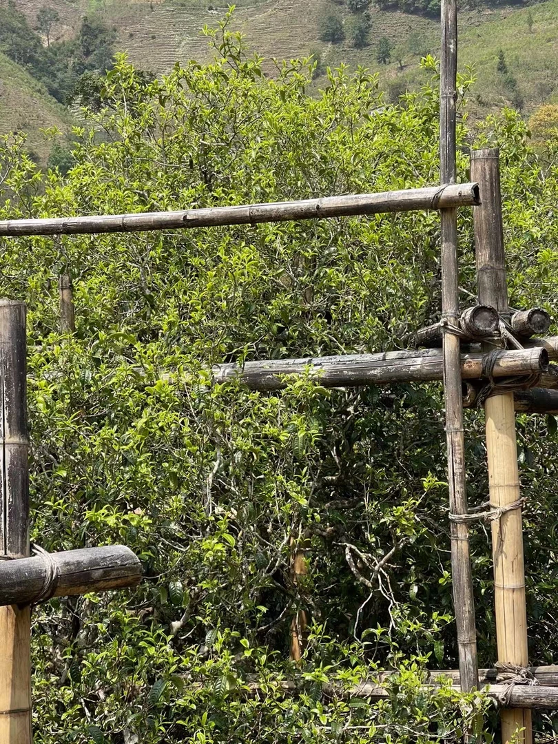 冰岛老寨 2023头春纯料普洱生茶