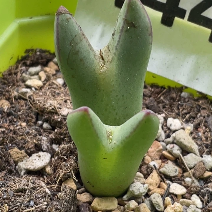 完全开放444皮卡丘带盆