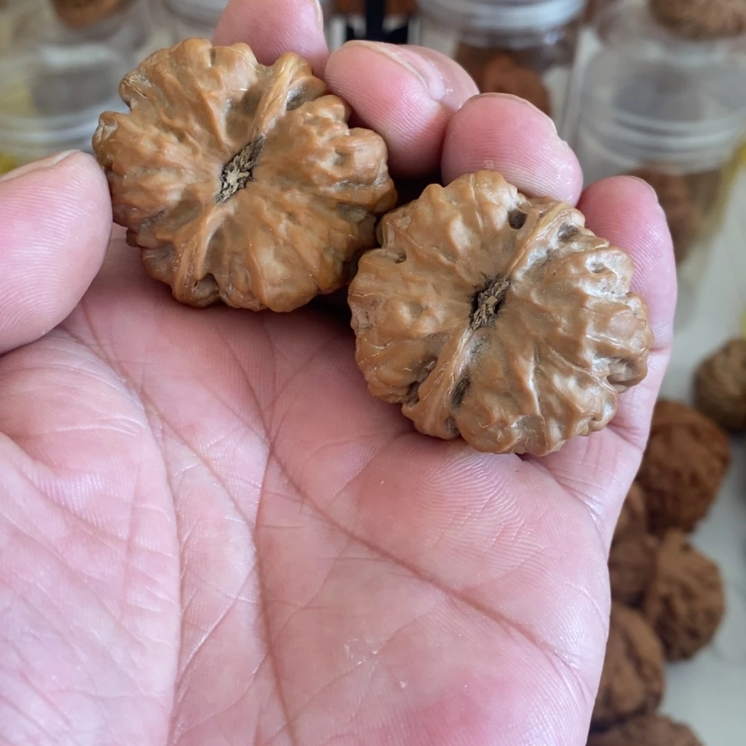 栾***圣极品小蛤蟆娜核桃