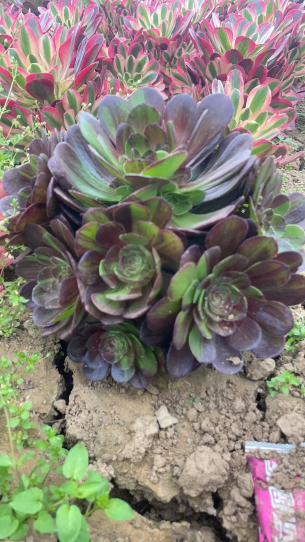 多肉植物花月夜法师