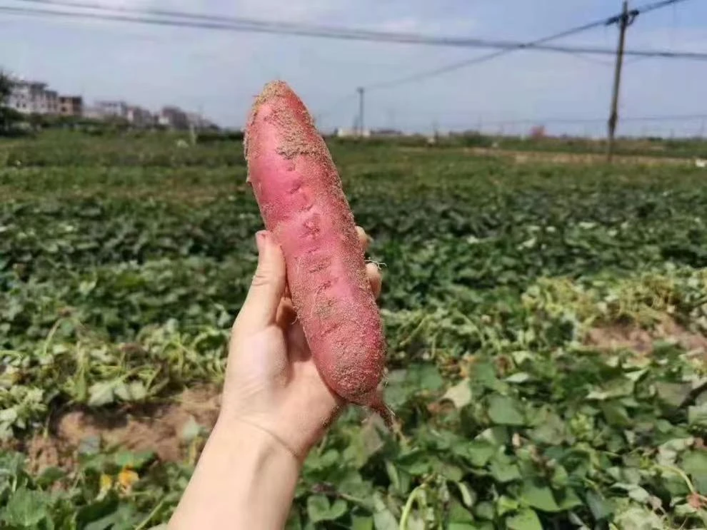 河南正宗蜜薯新鲜红薯现挖大果发货软糯香甜