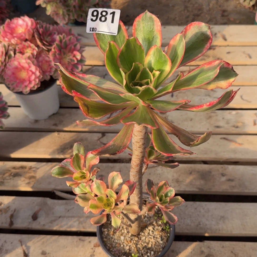 981红魔女多肉植物