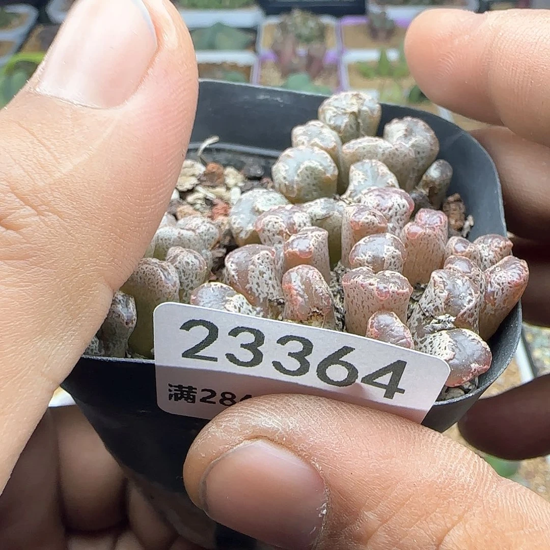 缘****）大家过年好23365