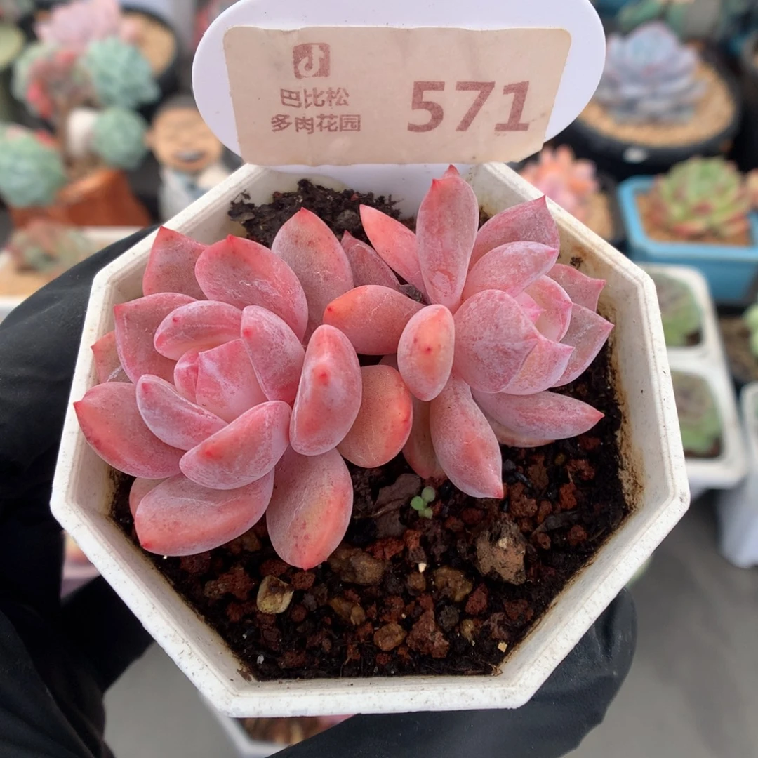 571 雪天使多肉多肉