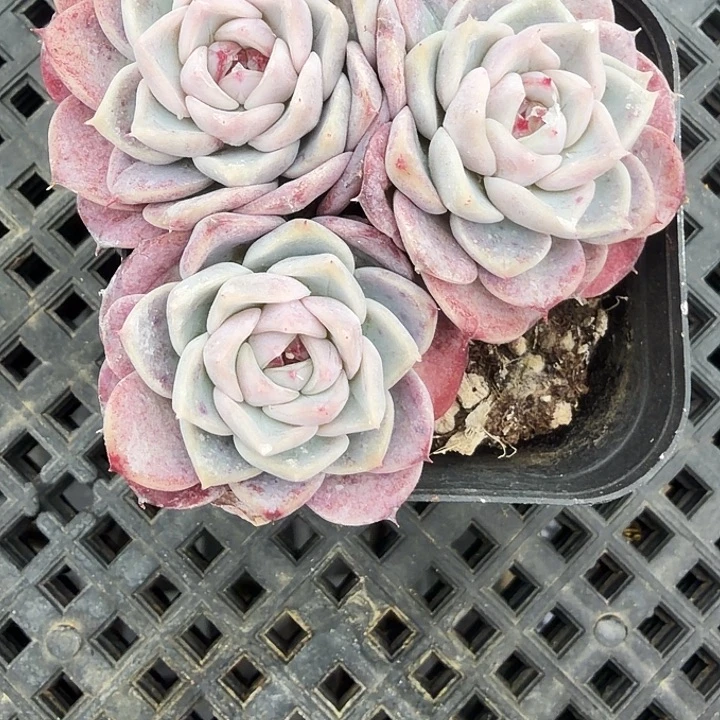 65天鹅绒群满12.9包邮