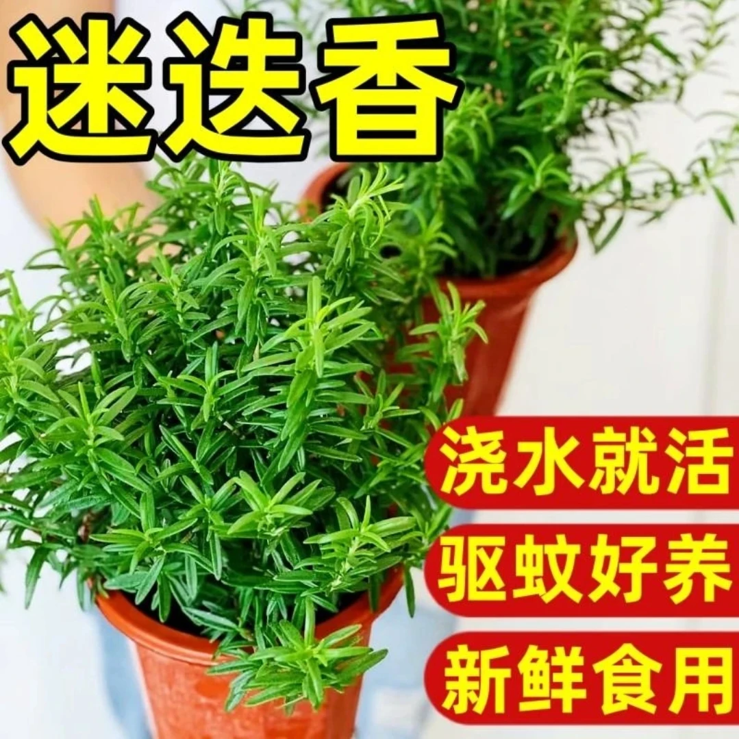 【夏日驱蚊】客厅办公室水培植物带香味室内净化空气植物