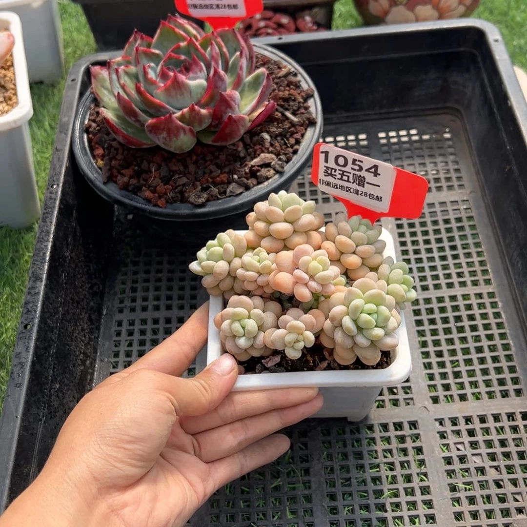 表妹精品多肉1054.