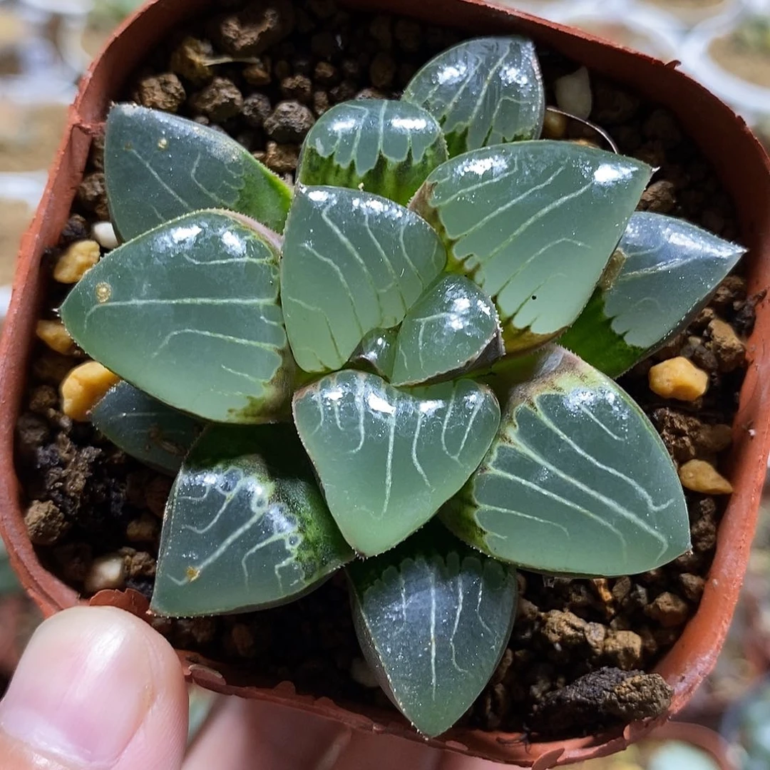 156天池哈哈哈哈哈