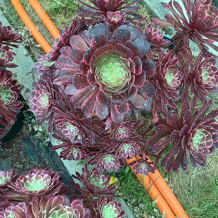 92水墨画多肉植物保护