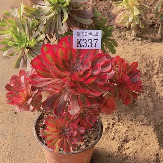 337红铜白多肉植物