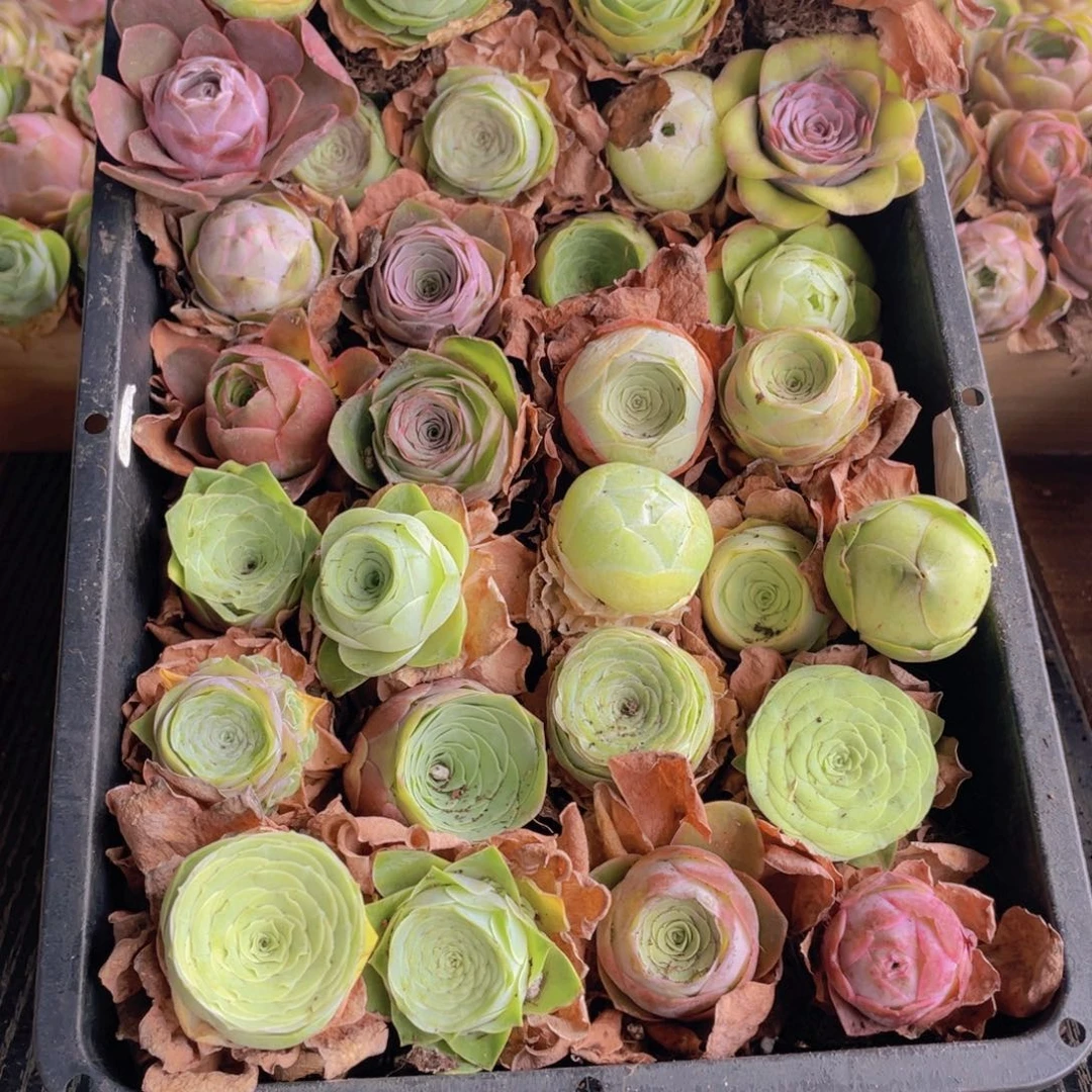 保底三十颗量拍88888