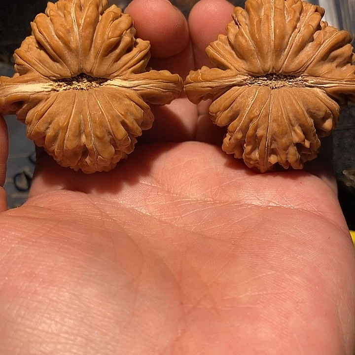 核桃手串/手链45 平谷楼