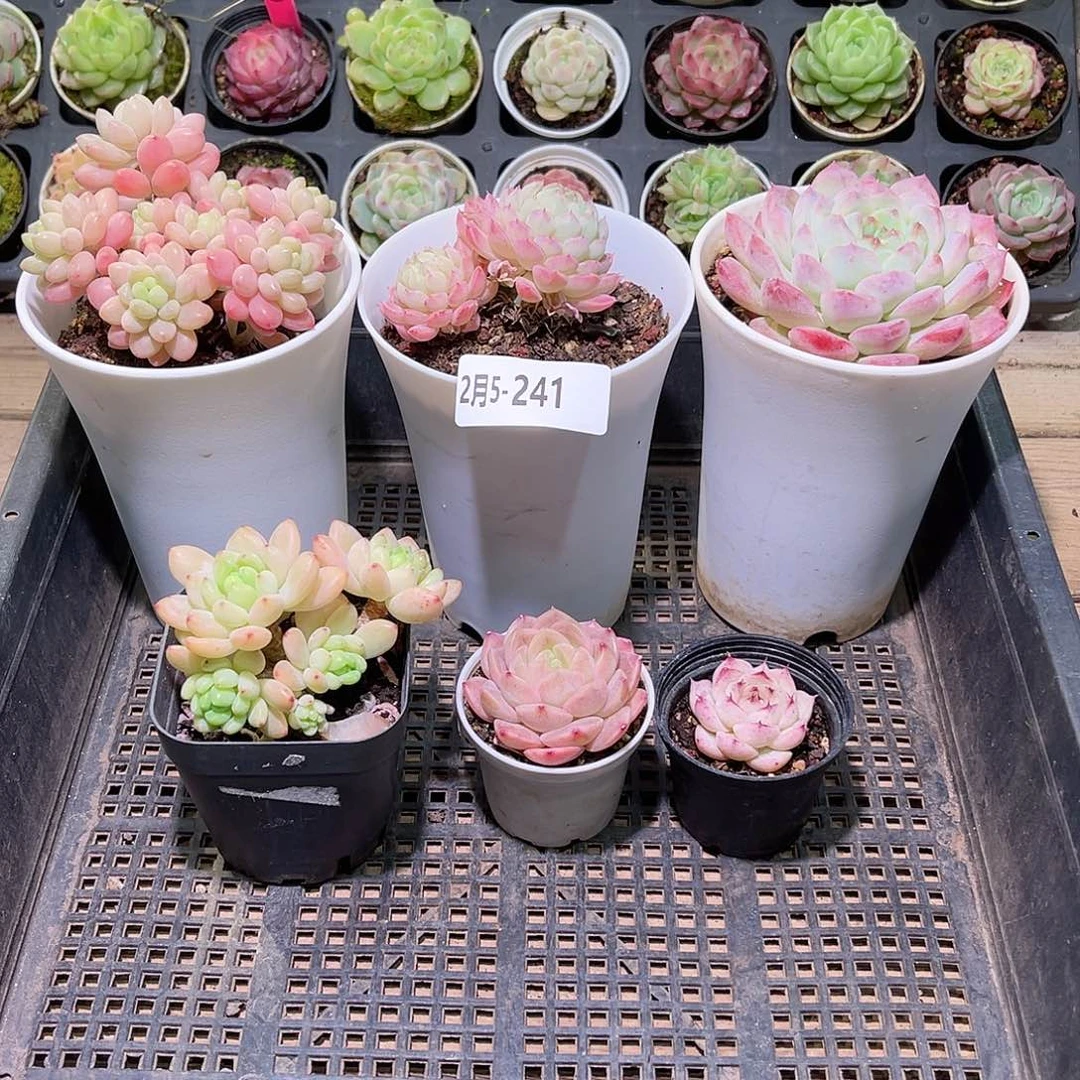 花利美5-241框拍6颗