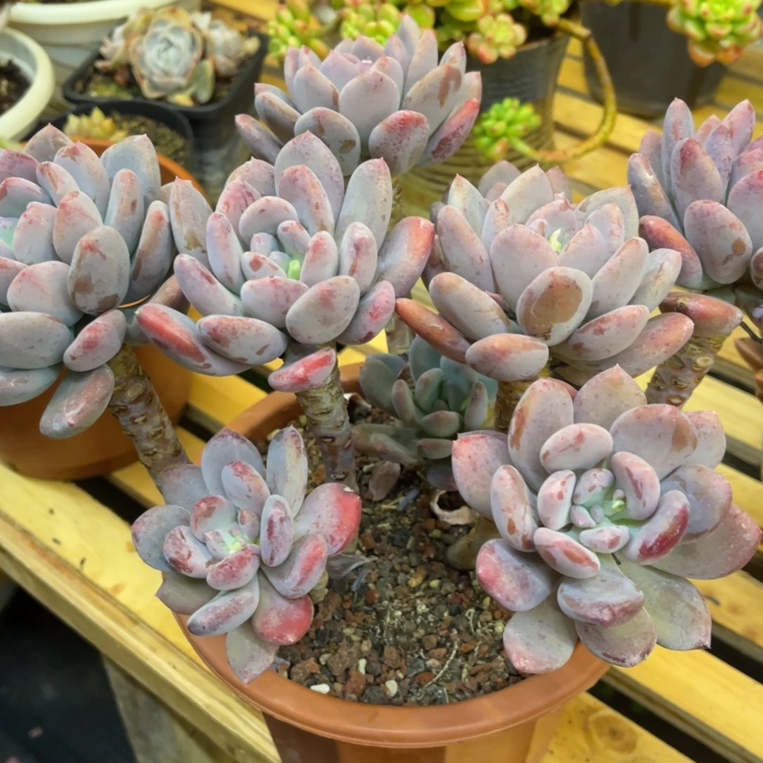 橘***盏37738338383838833