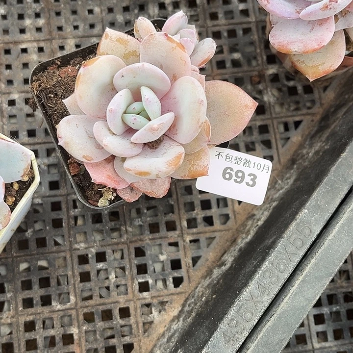 阿雅园艺。       693奶茶