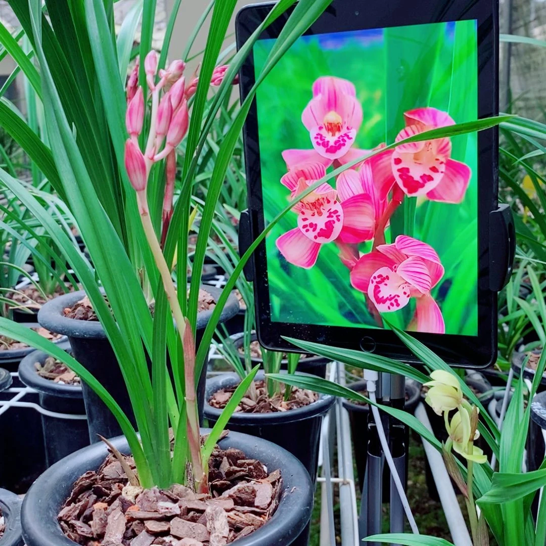 大部分花苞少量开放