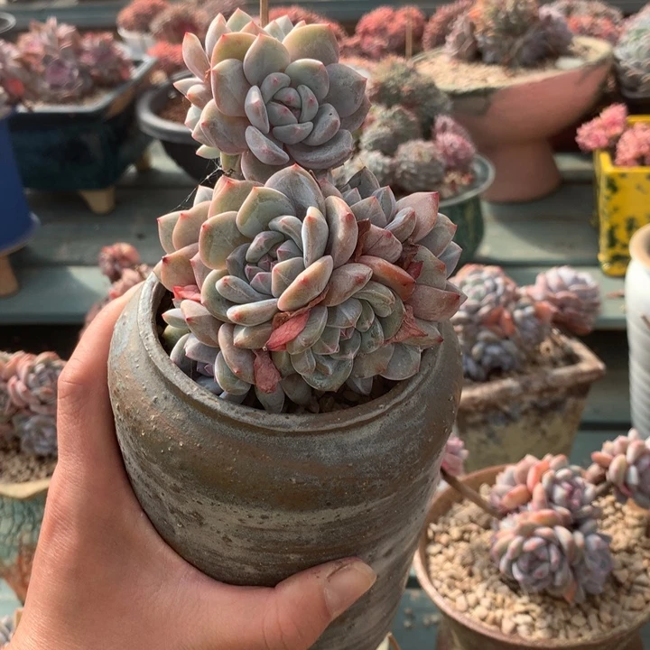 无花朵花花花花花花花花花花8