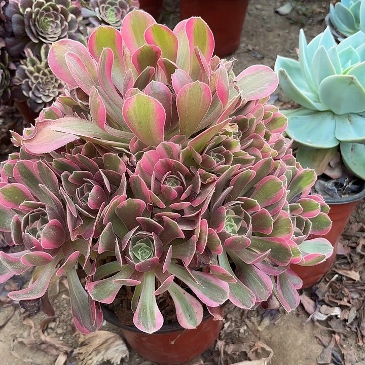 多肉植物粉女郎28
