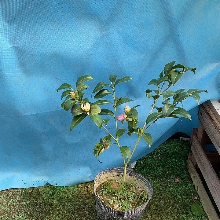 完全开放路易斯贝蒂原生