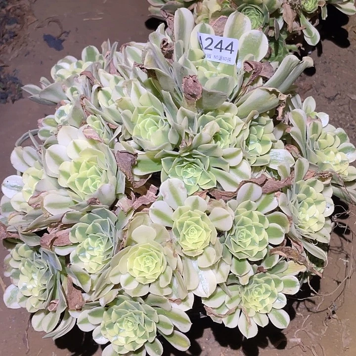 多肉植物法师244绿豆沙