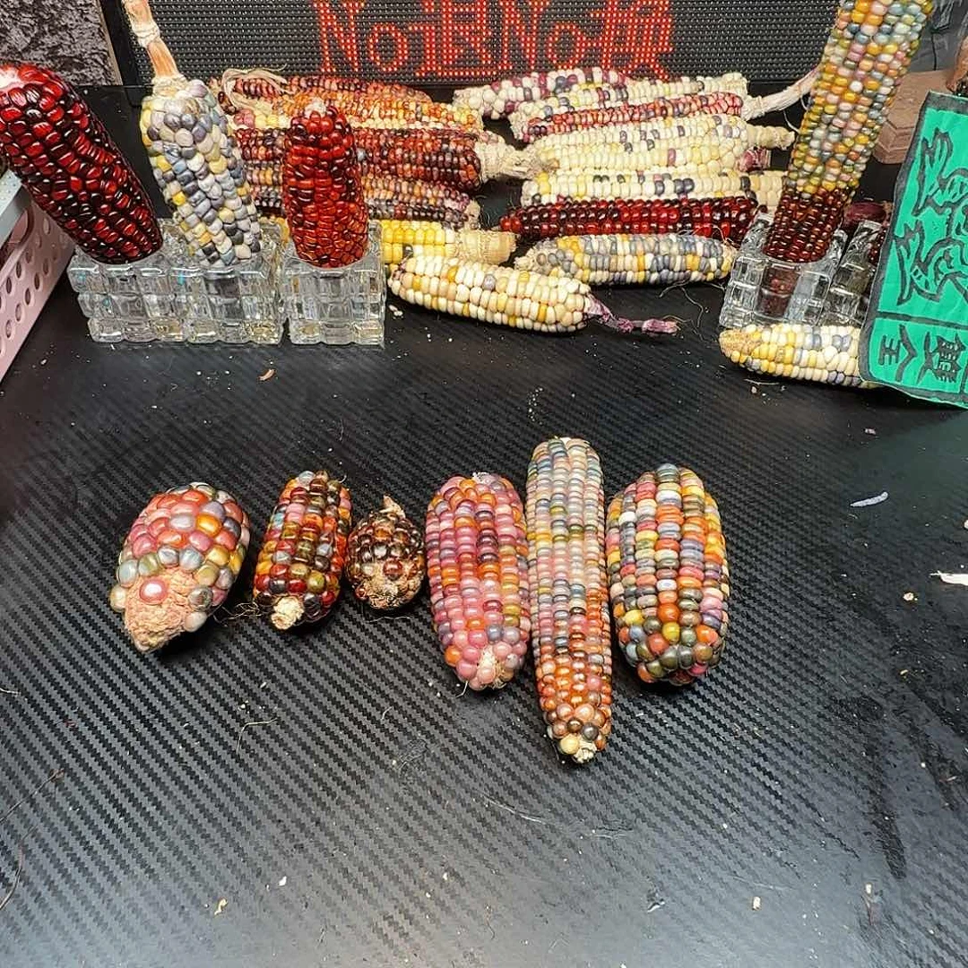 D***M大叶紫檀（黑酸枝木类）