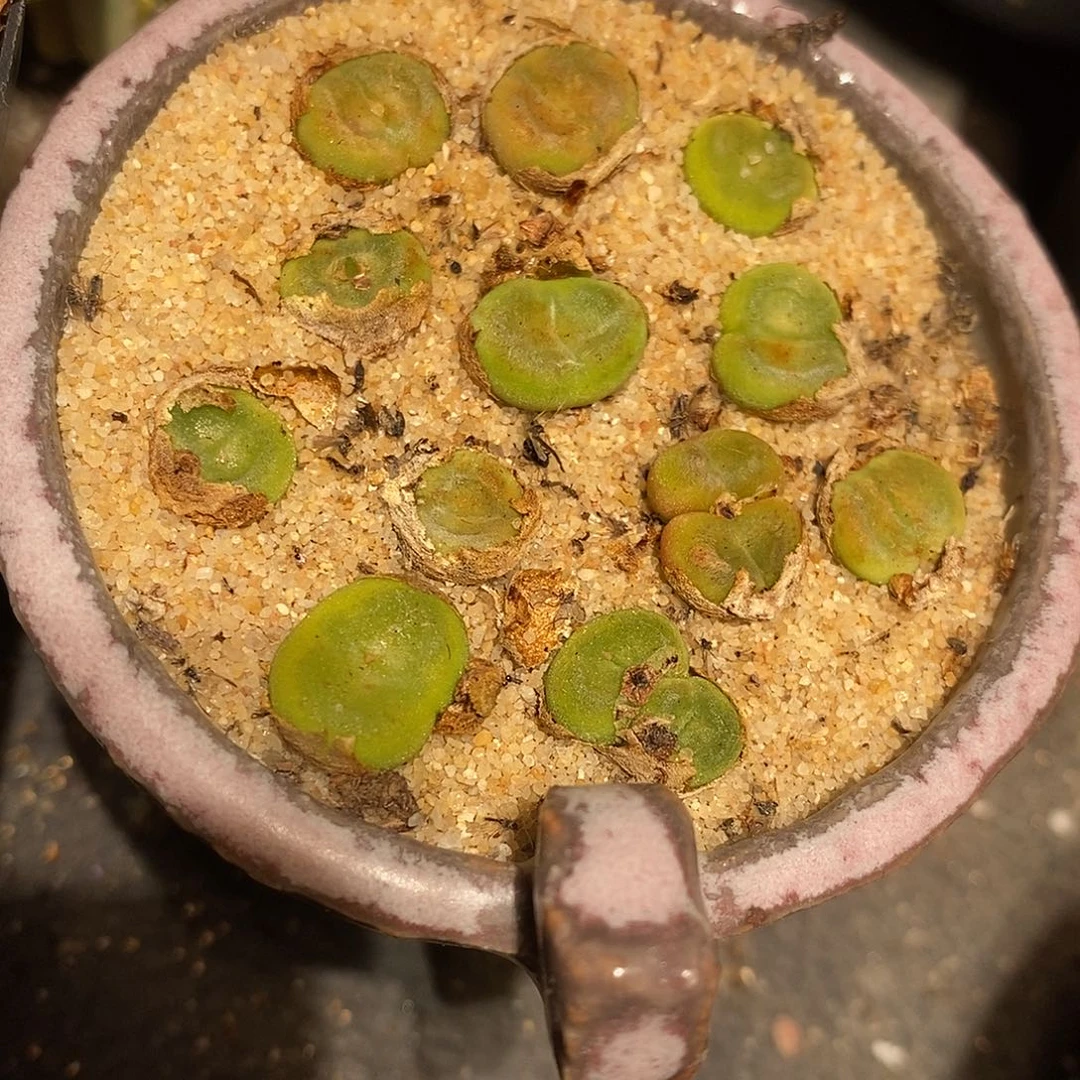 水晶鞋一头。
