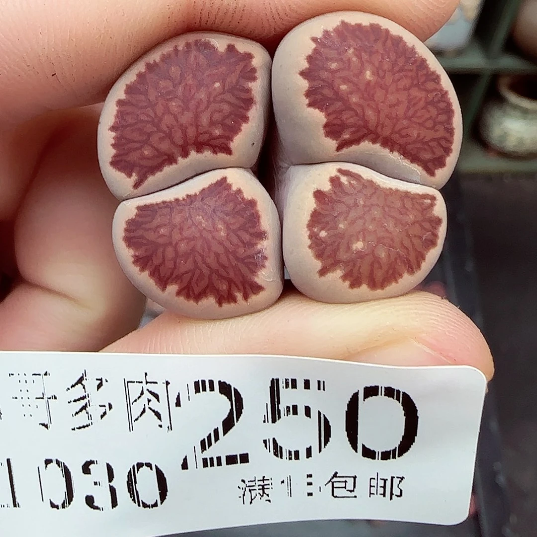 白***人满满18包邮1030-250