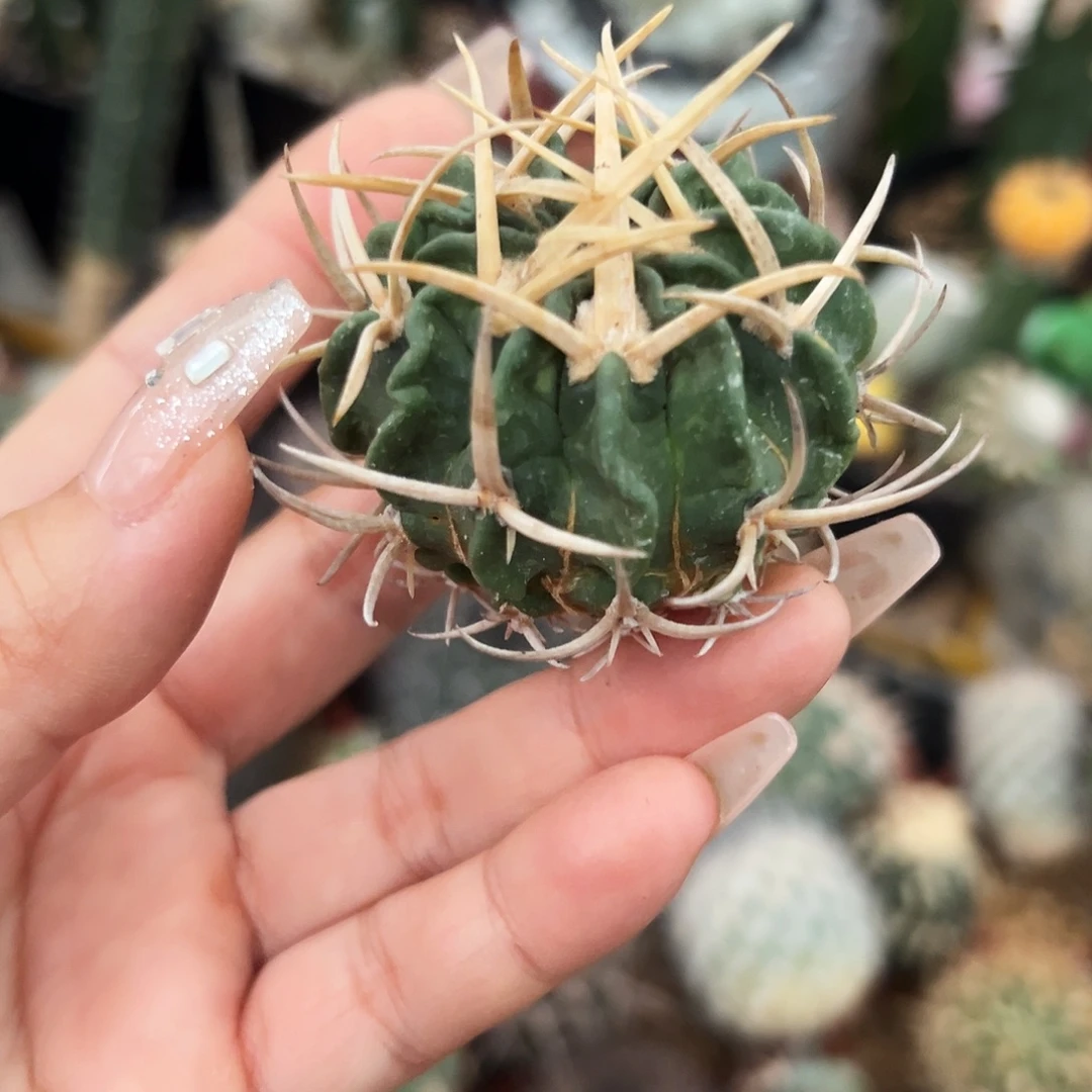 龙剑有根仙人球66666666