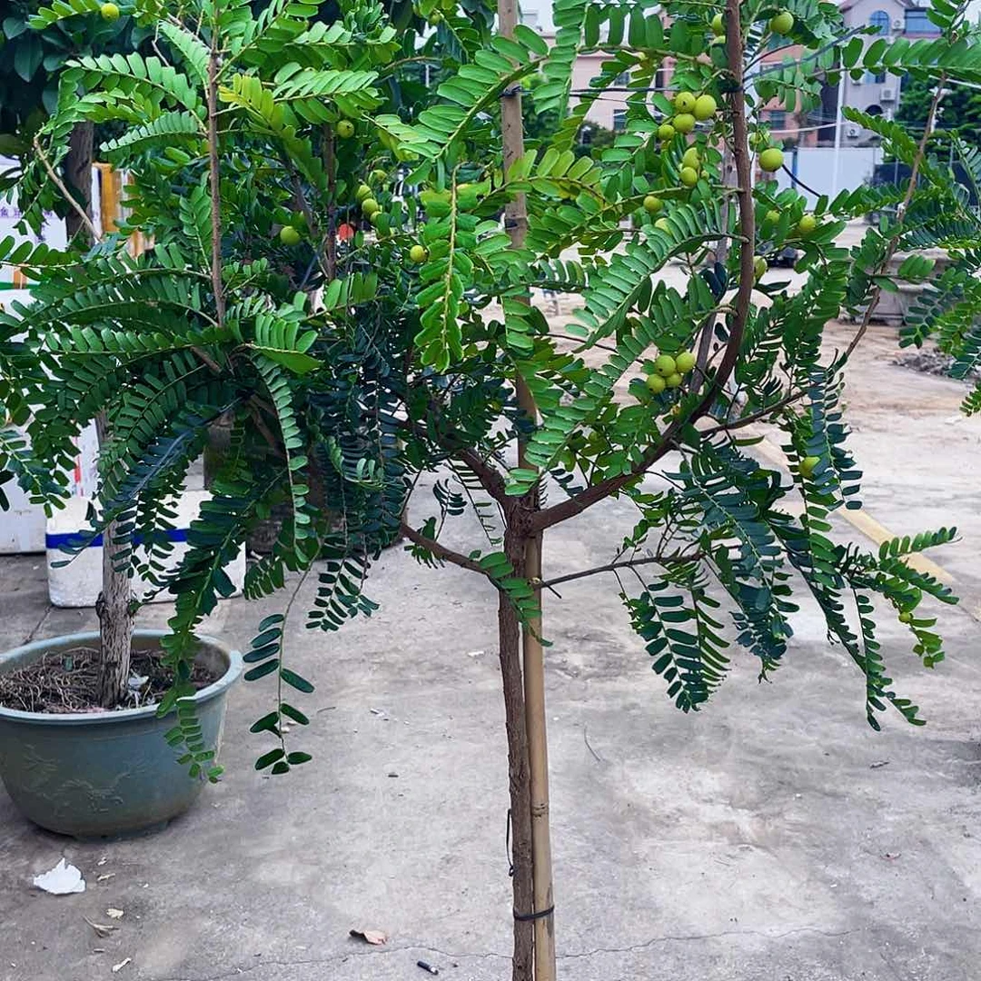 完全开放<****＞g m 88888888888