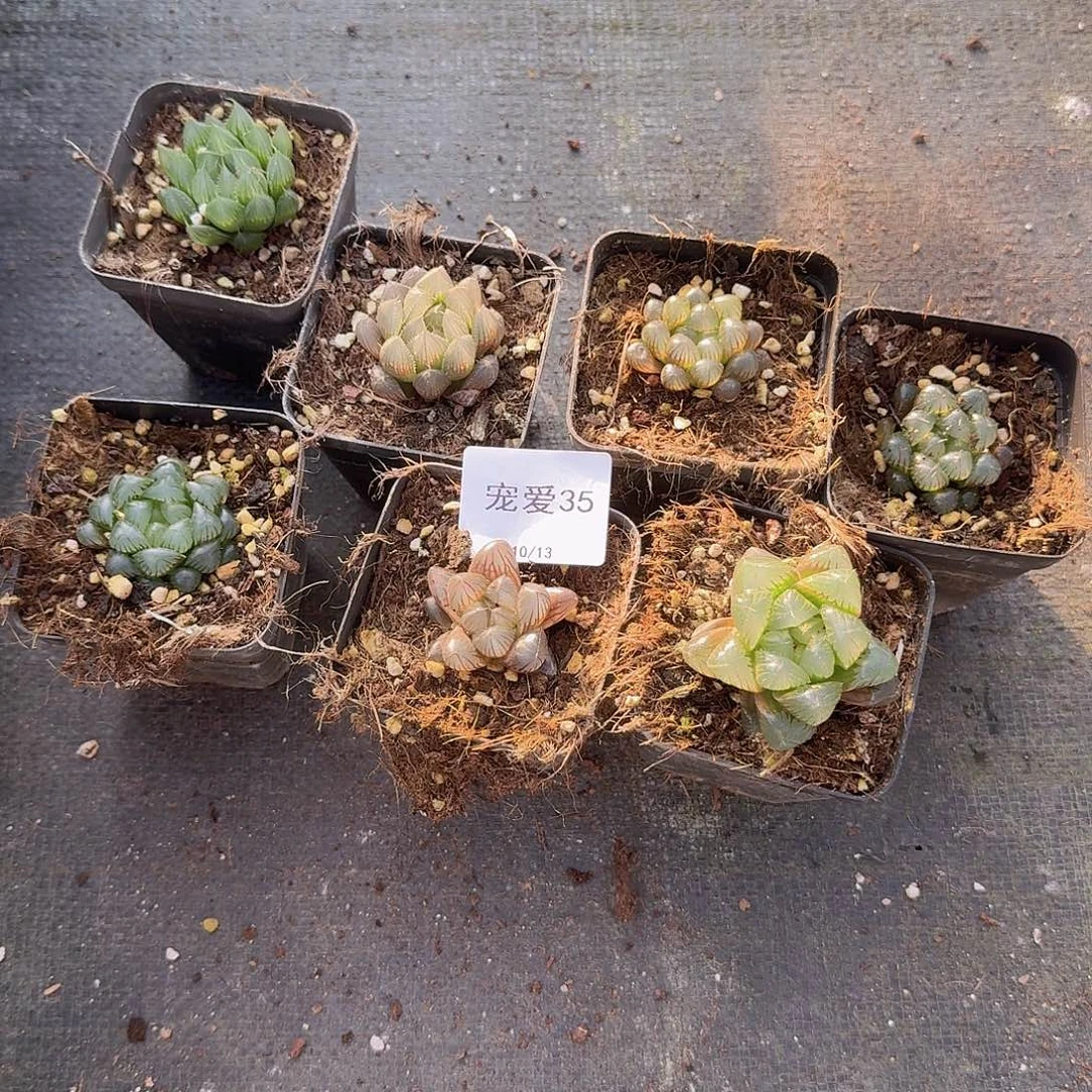 直播福利一物一拍35