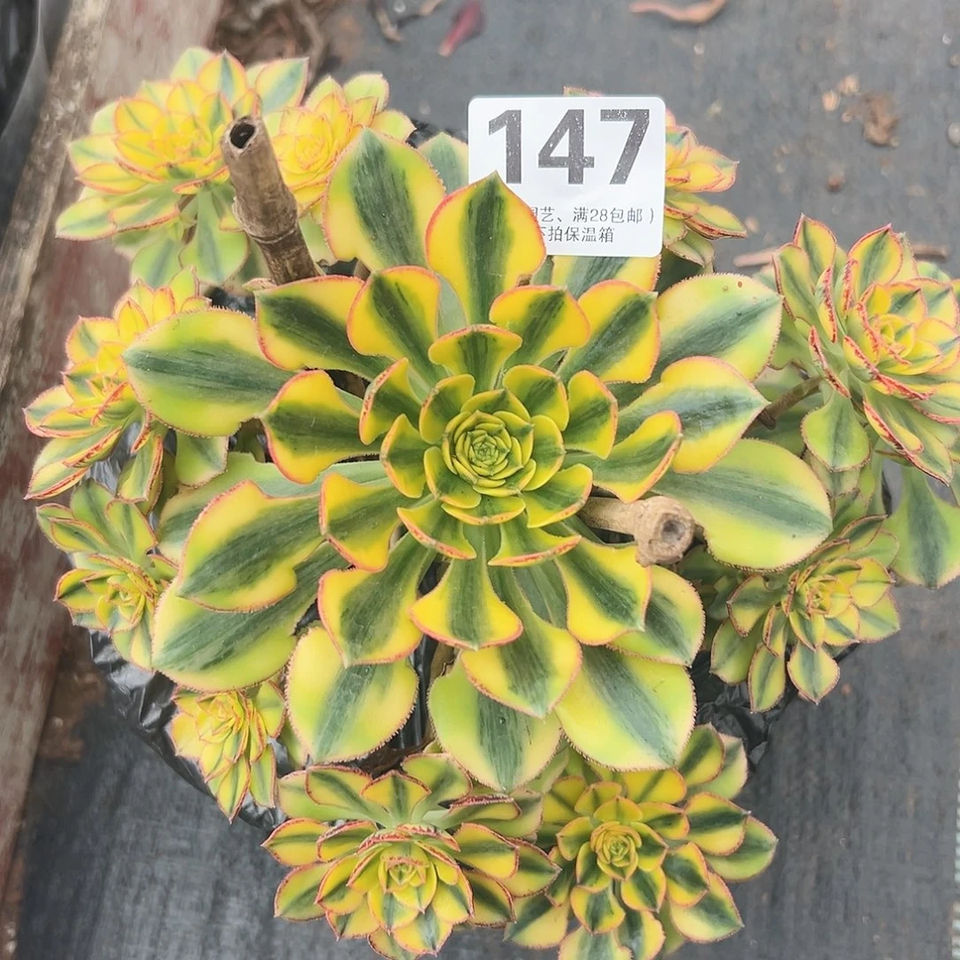 完美太阳神147多肉植物多肉植物