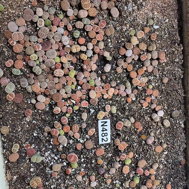 482生石花整筐脱土发货