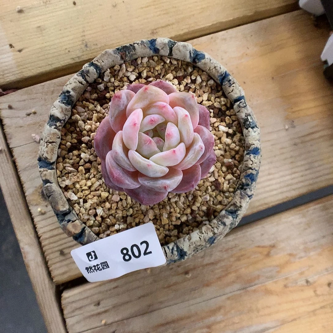 802星影多肉植物66666