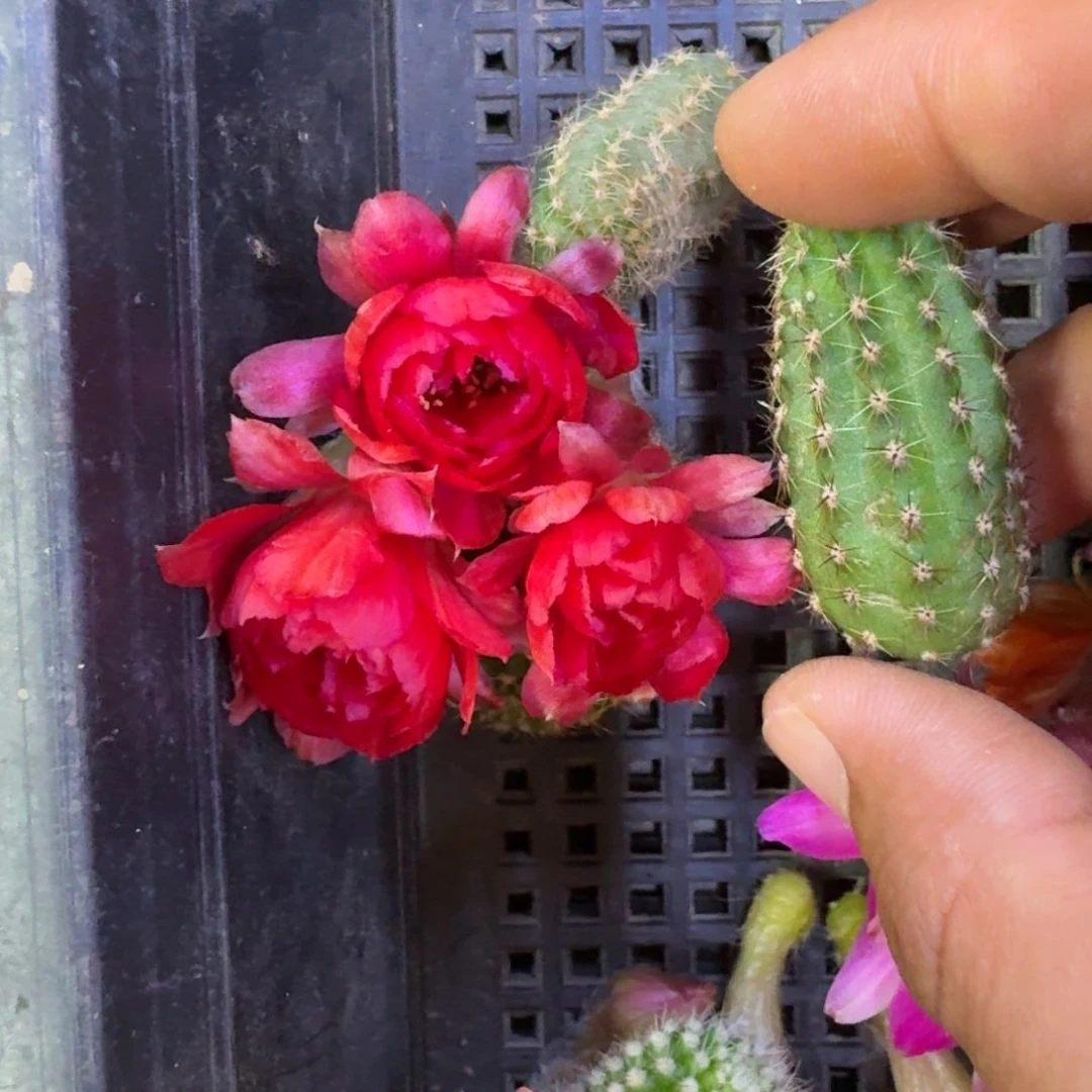 3白檀皇后歪3个无根侧牙小，20包邮