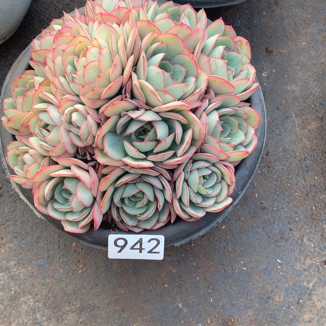 942牡丹亭一物一拍多肉