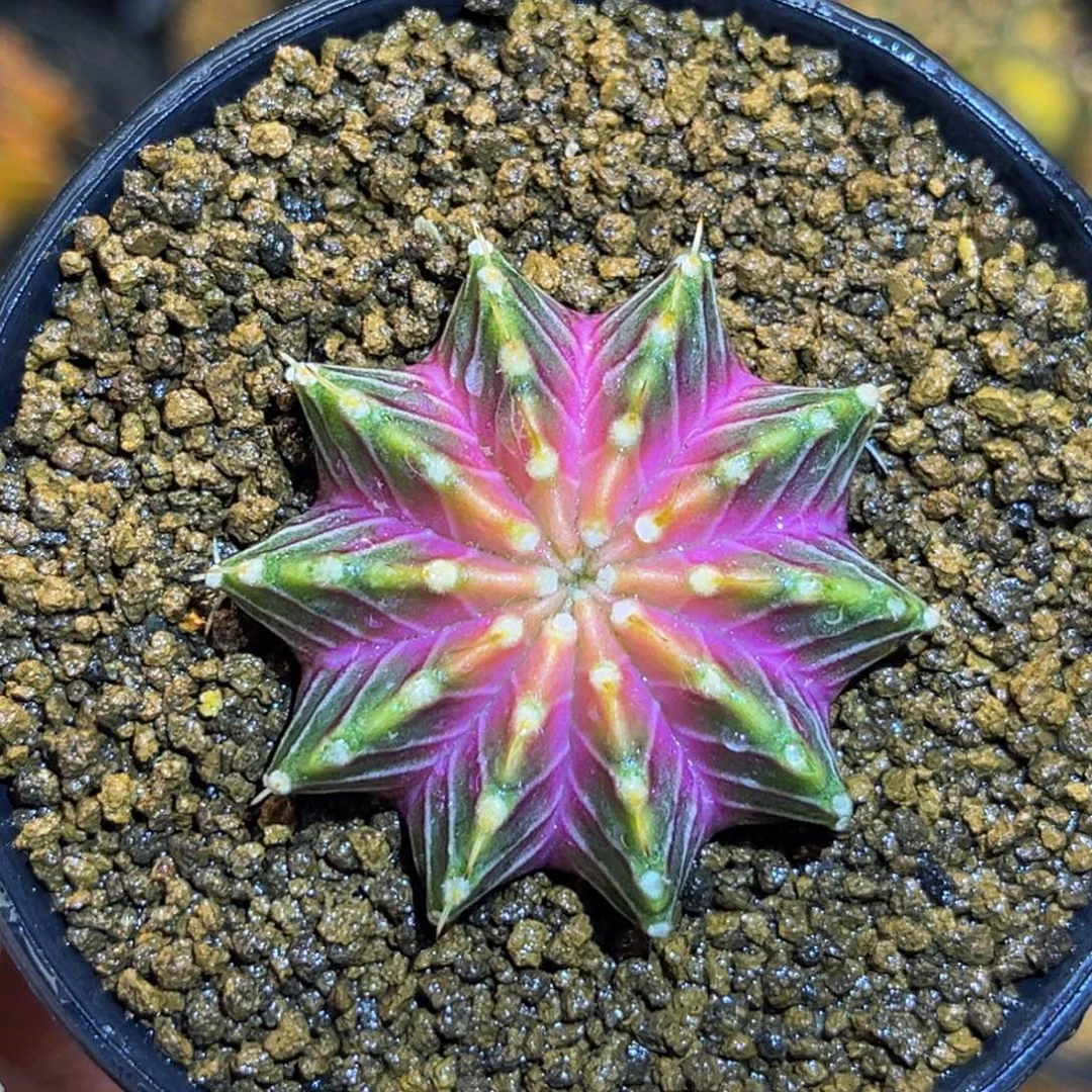 肋骨轮回 米哈仙人球