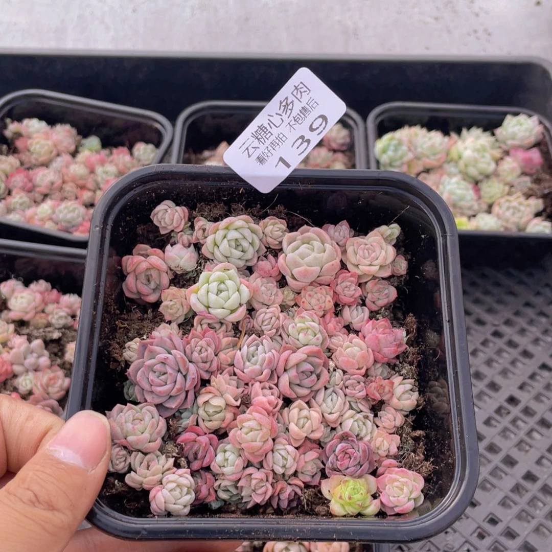 云糖心多肉植物139