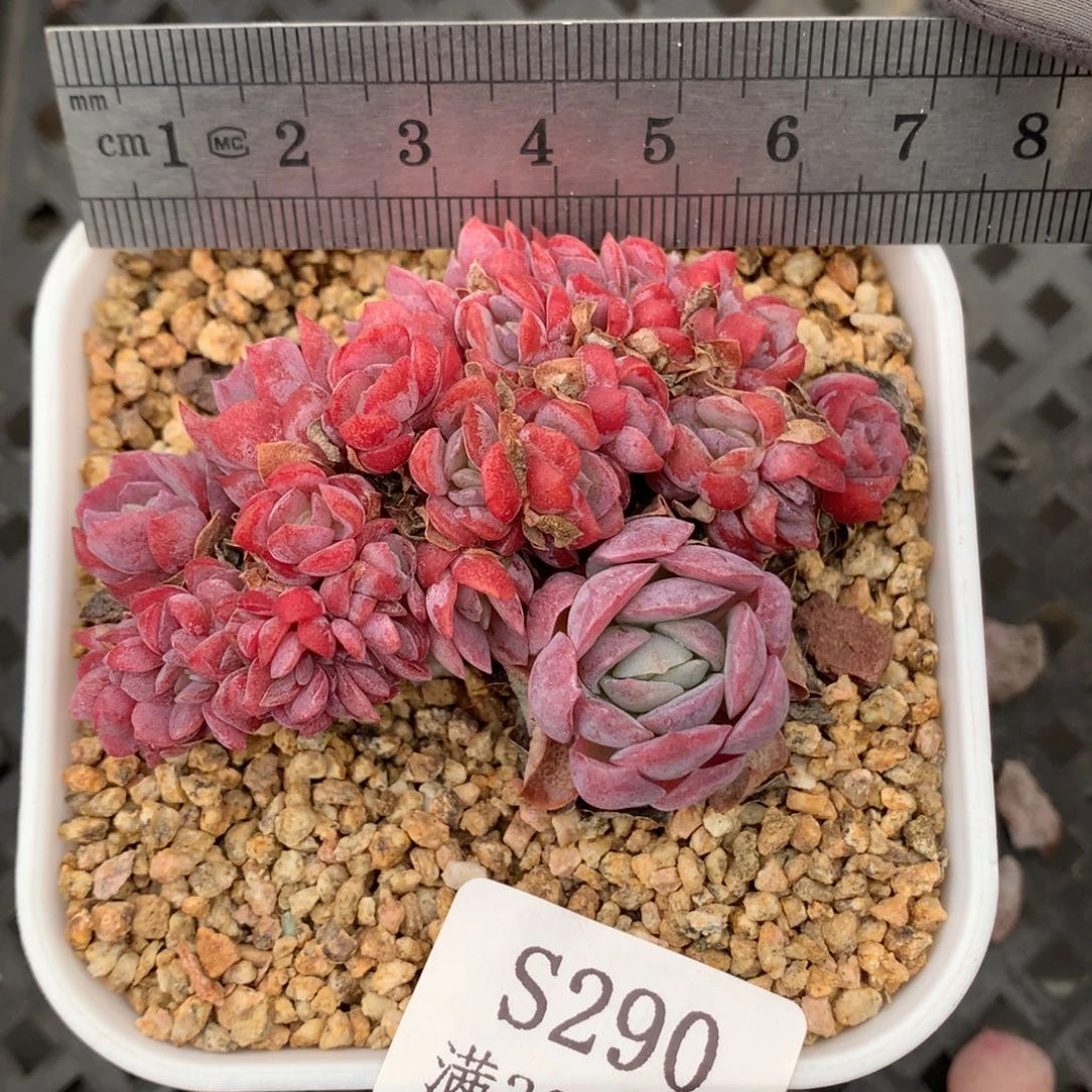 290。奶油贝瑞。小群。