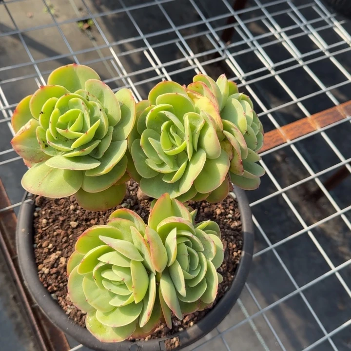 碧桃群多肉植物绿植