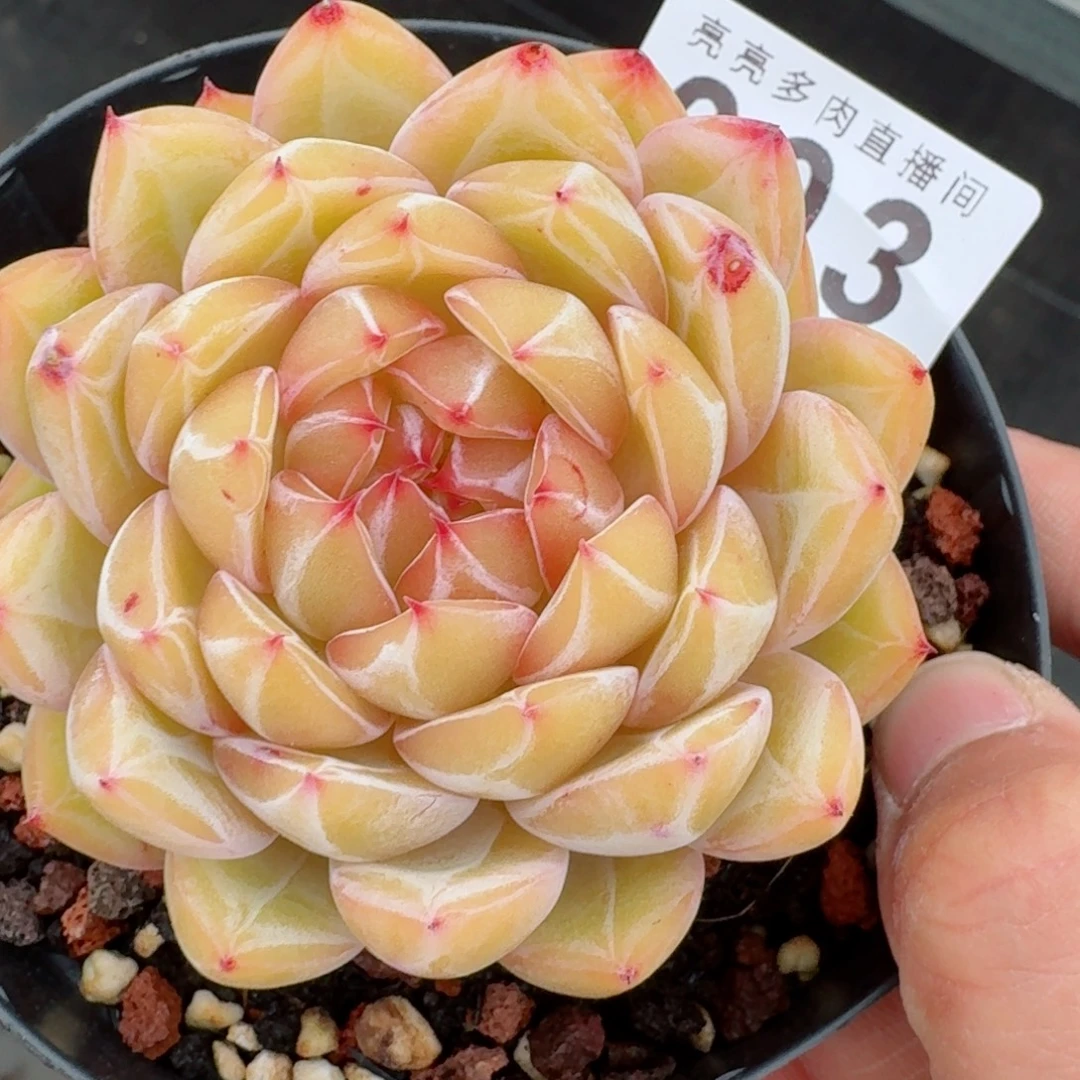 雪花珍妮      愿你一路坦途，乘风破浪展宏图